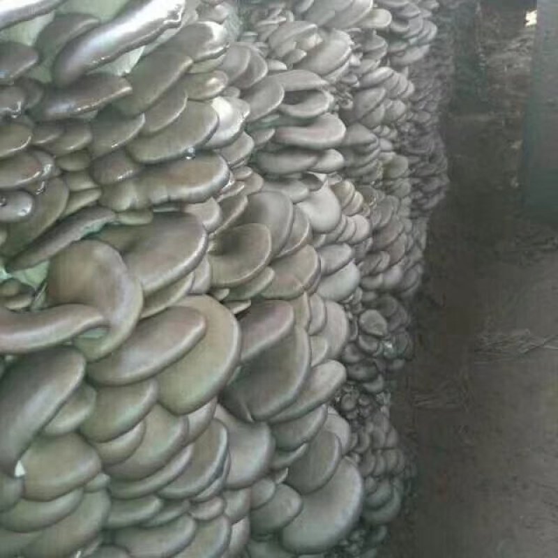 河北邯郸平菇菌棒厂家一手货源全国发货欢迎来咨询
