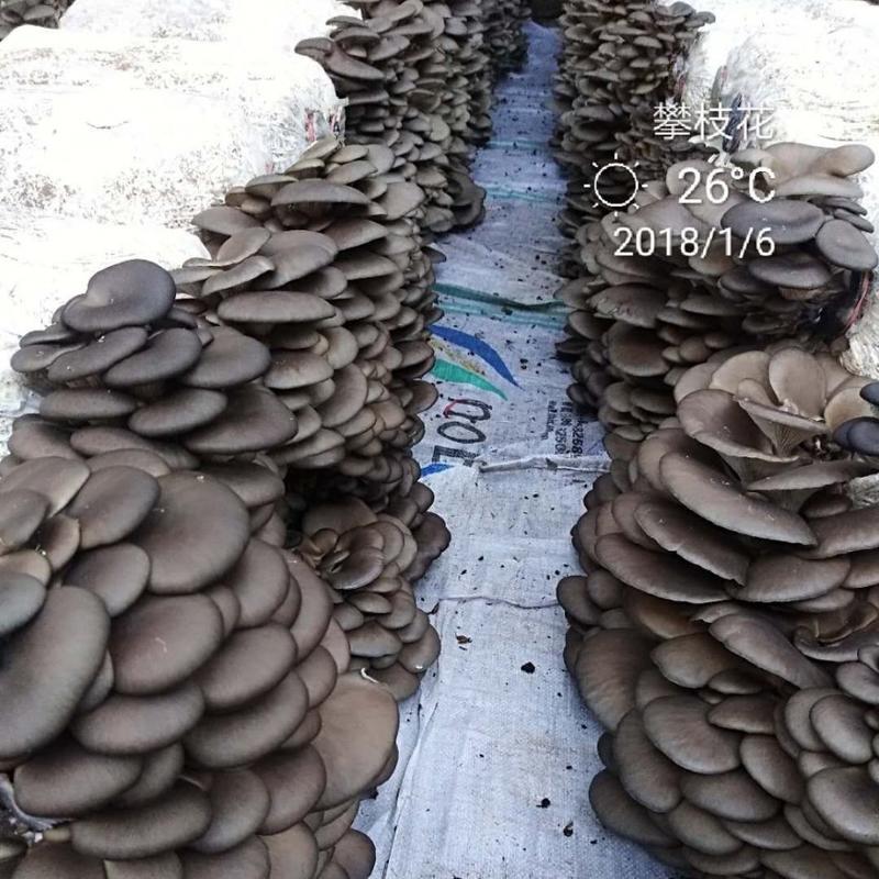 河北邯郸平菇菌棒厂家一手货源全国发货欢迎来咨询