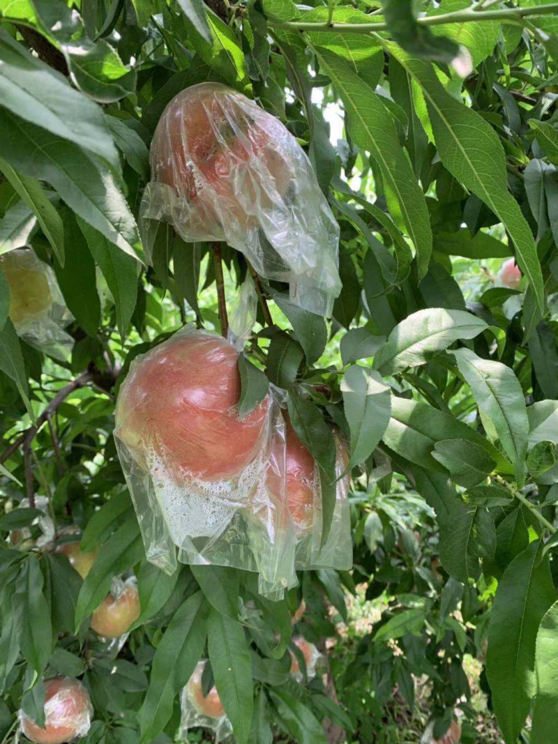 富平水蜜桃