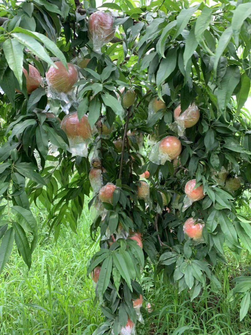 富平水蜜桃