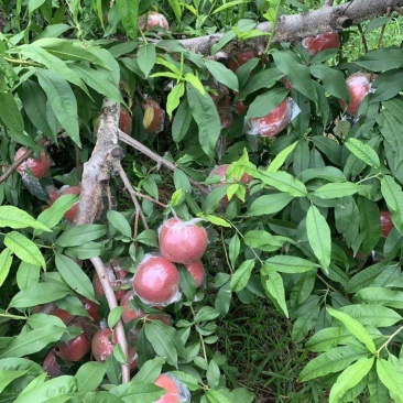 富平水蜜桃