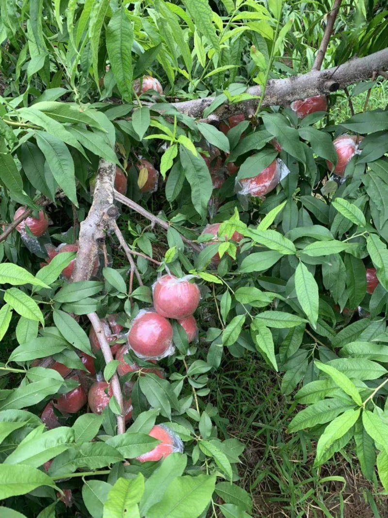 富平水蜜桃