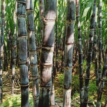 黑皮甘蔗