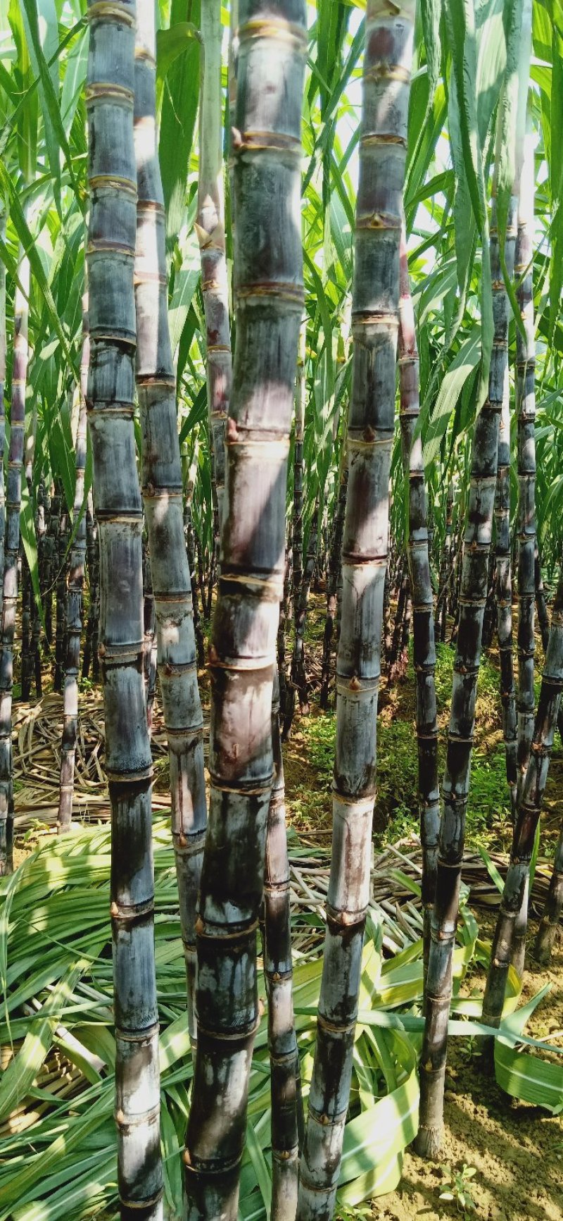黑皮甘蔗