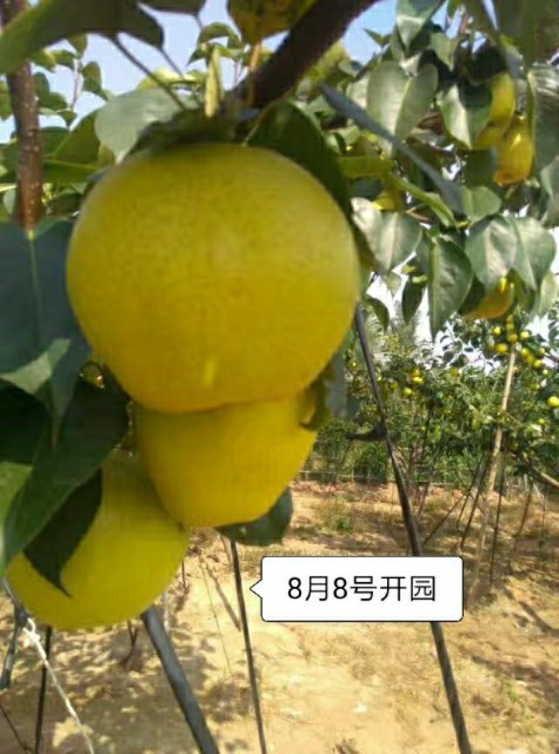 河北省邯郸市肥乡区皇冠梨