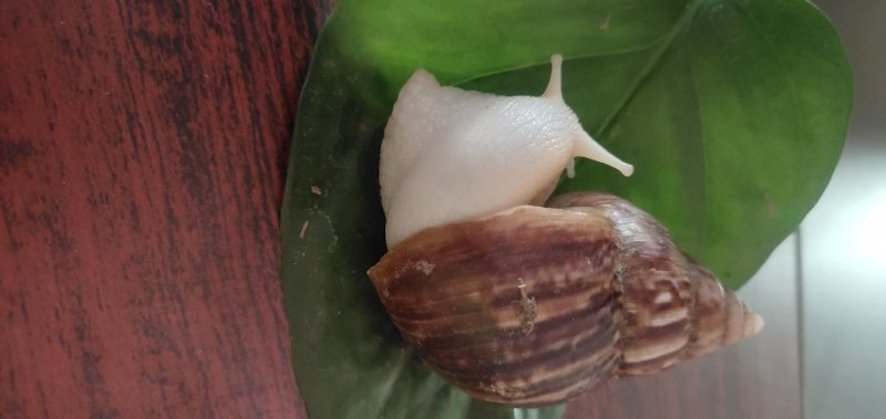 白玉蜗牛一个年挣百万的新型行业