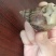 白玉蜗牛一个年挣百万的新型行业