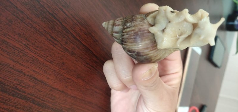 白玉蜗牛一个年挣百万的新型行业