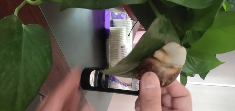 白玉蜗牛一个年挣百万的新型行业