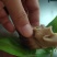 白玉蜗牛一个年挣百万的新型行业