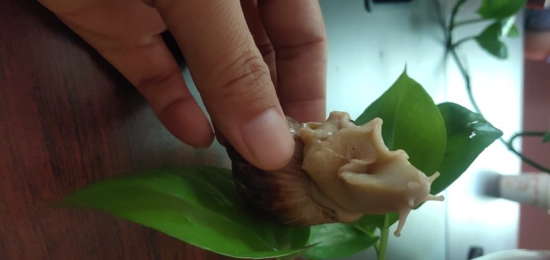 白玉蜗牛一个年挣百万的新型行业