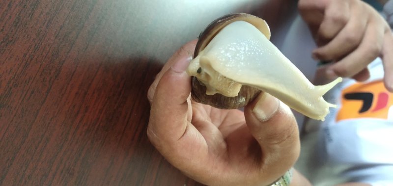 白玉蜗牛一个年挣百万的新型行业