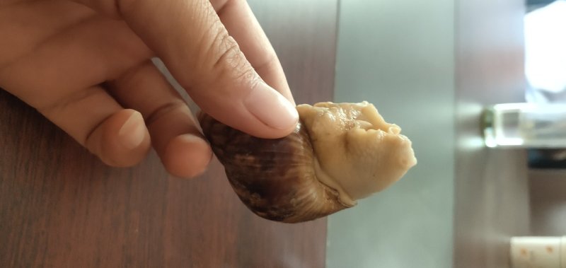 白玉蜗牛一个年挣百万的新型行业