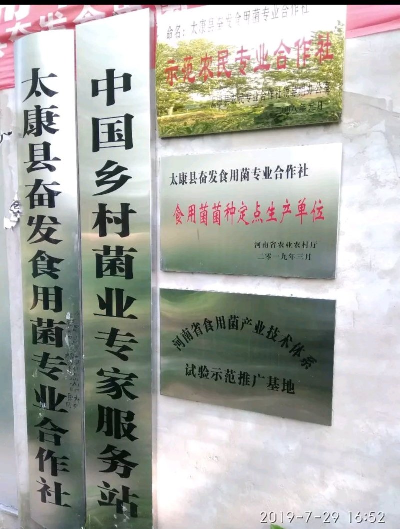 平菇栽培种，姬菇栽培种预售