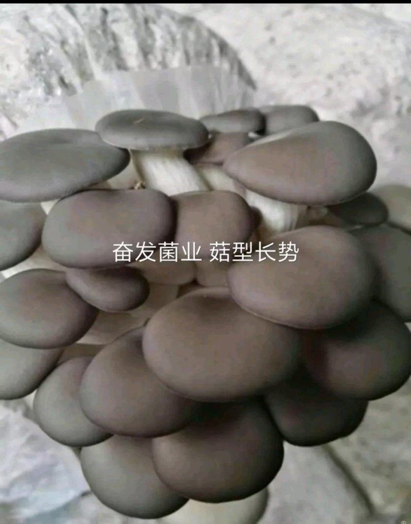 平菇栽培种，姬菇栽培种预售
