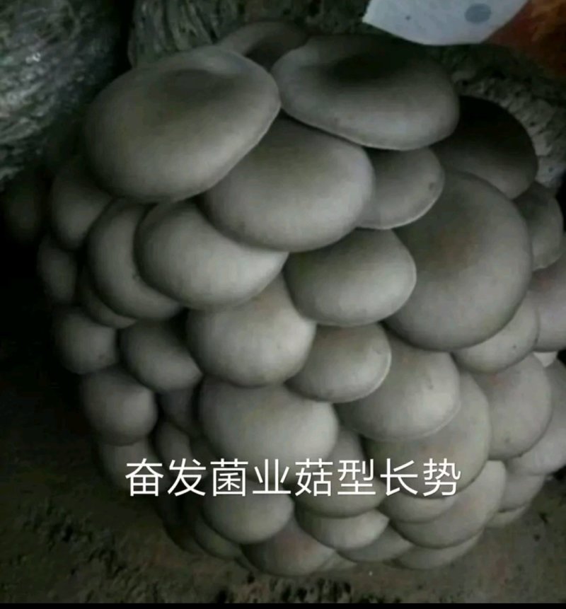 平菇栽培种，姬菇栽培种预售
