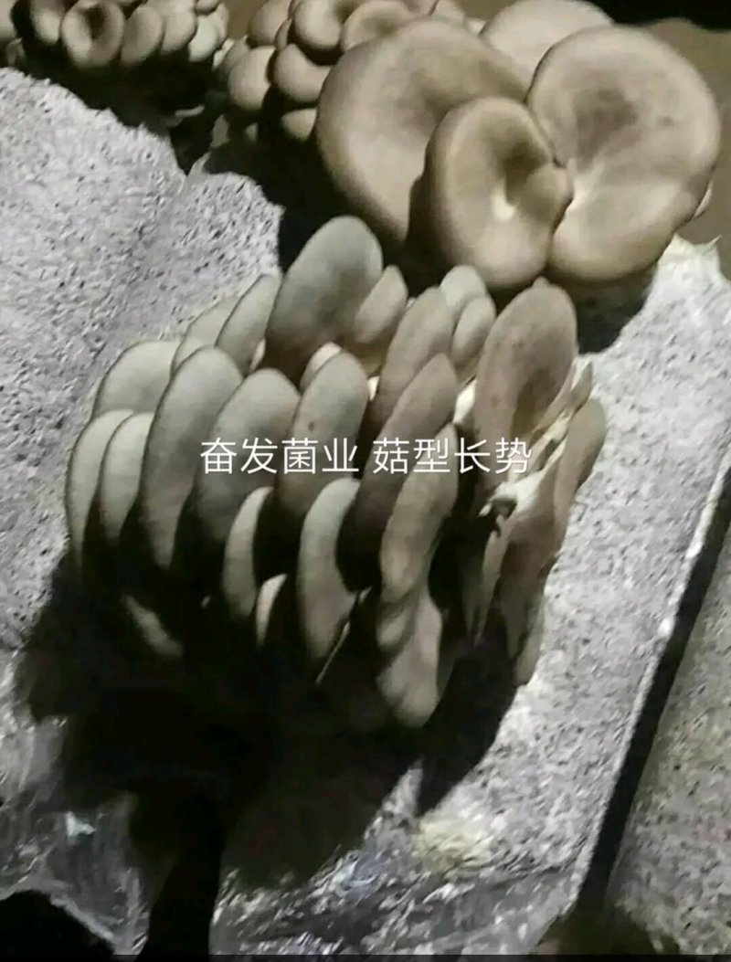 平菇栽培种，姬菇栽培种预售