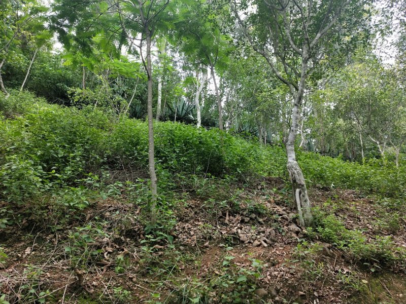 凤凰木，国有林场苗圃，售后有保障。