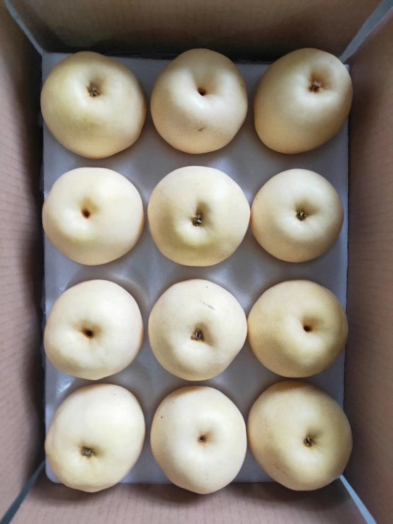 大量供应皇冠梨