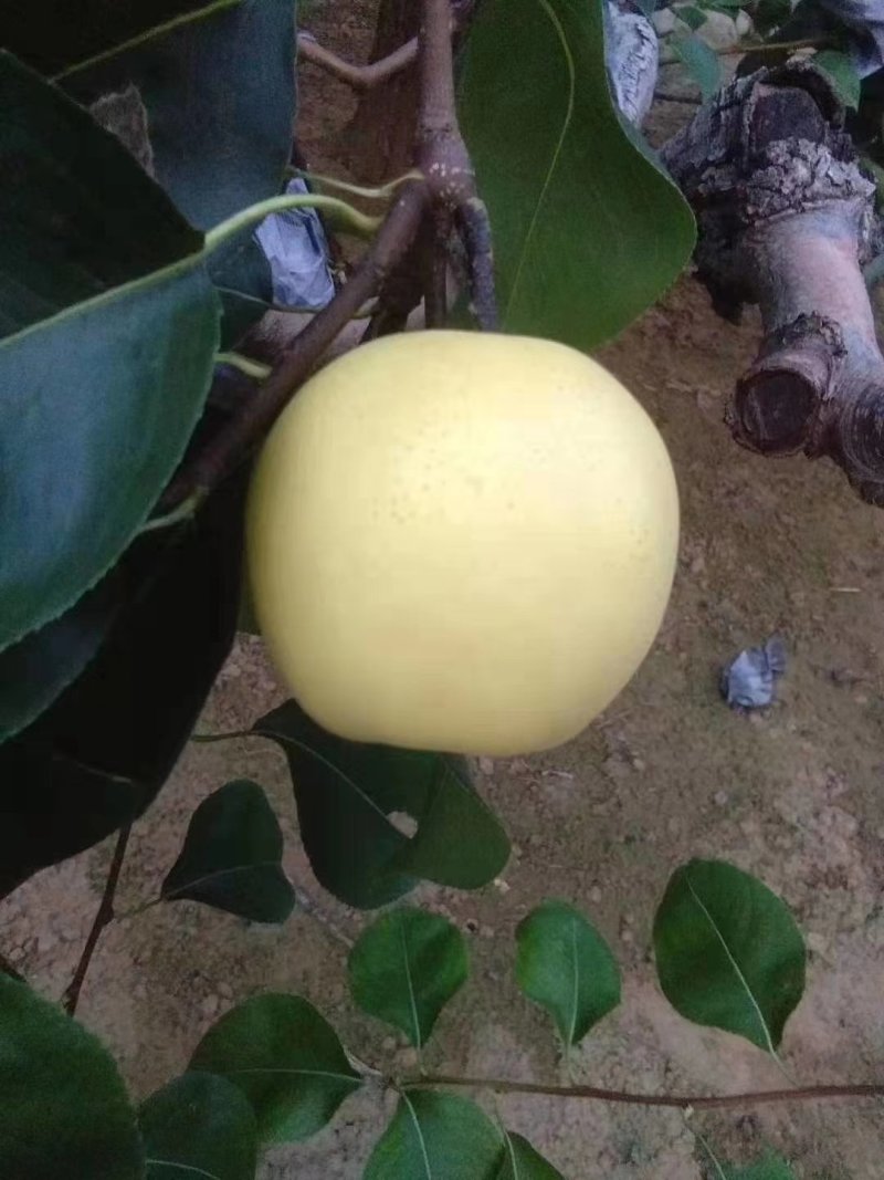 大量供应皇冠梨