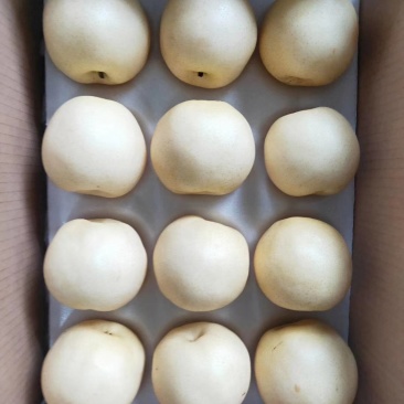 大量供应皇冠梨