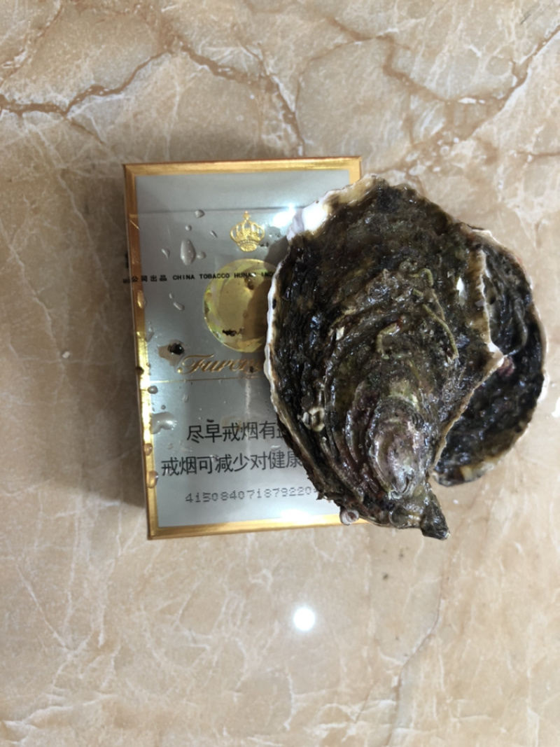 生蚝包邮广东省内带壳生蚝高压锅生蚝60个团购包邮