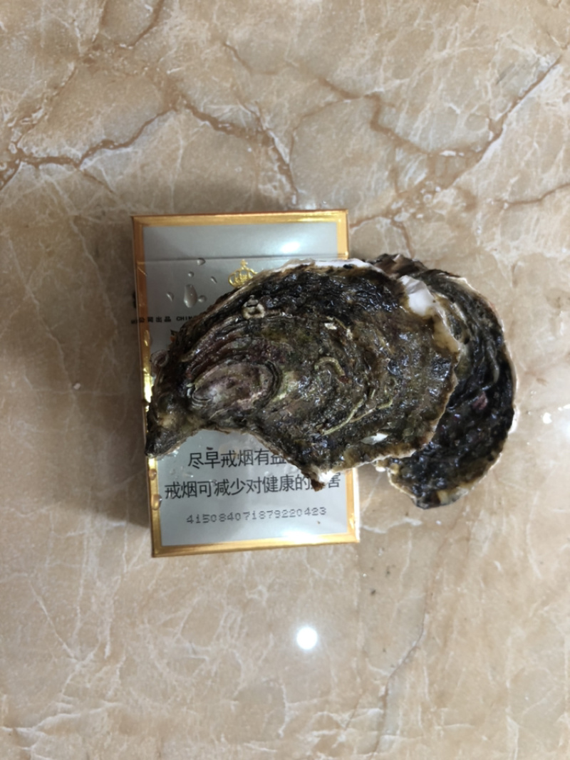 生蚝包邮广东省内带壳生蚝高压锅生蚝60个团购包邮