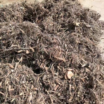 含羞草阴枝（大货，产地加工直销）