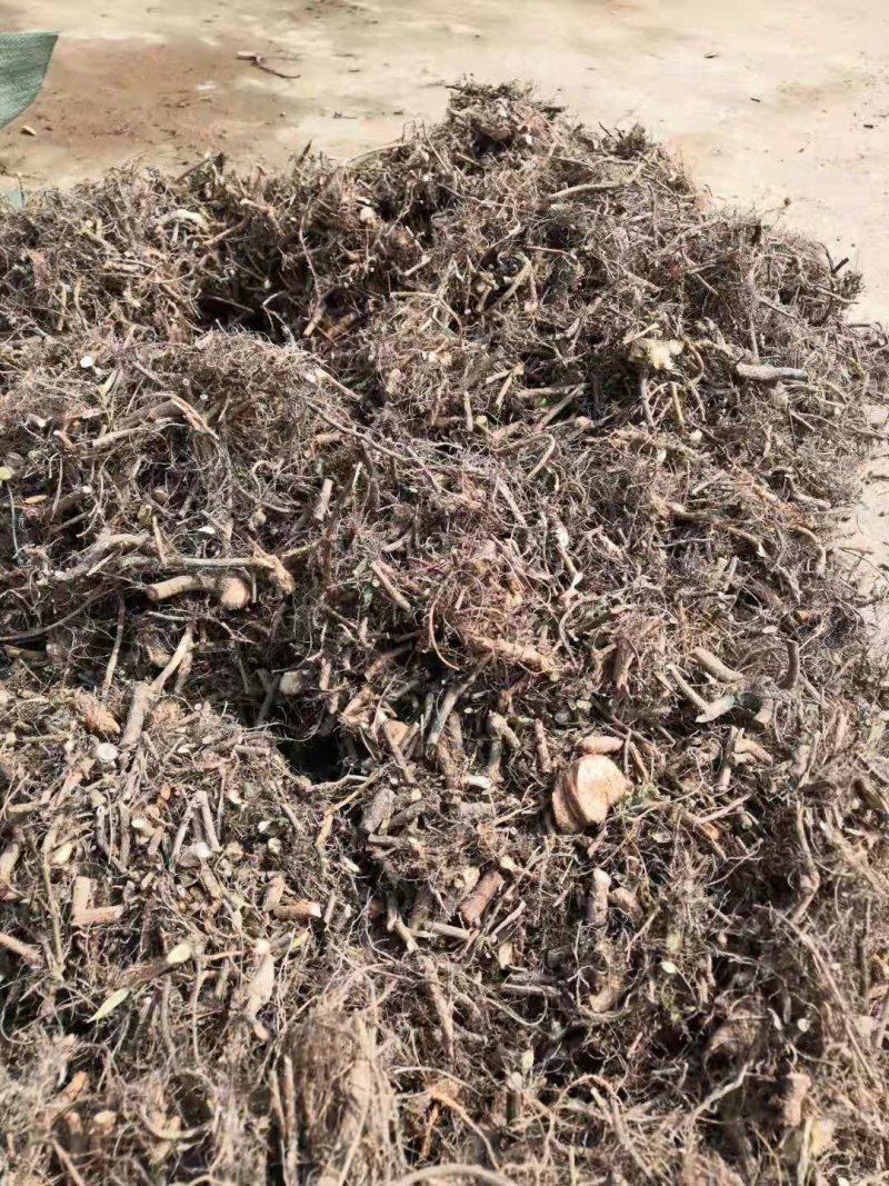 含羞草阴枝（大货，产地加工直销）