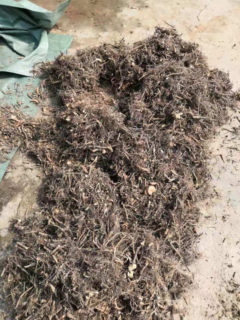 含羞草阴枝（大货，产地加工直销）