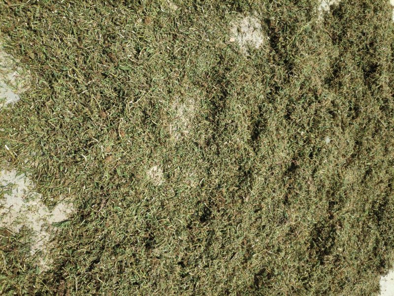 含羞草阴枝（大货，产地加工直销）