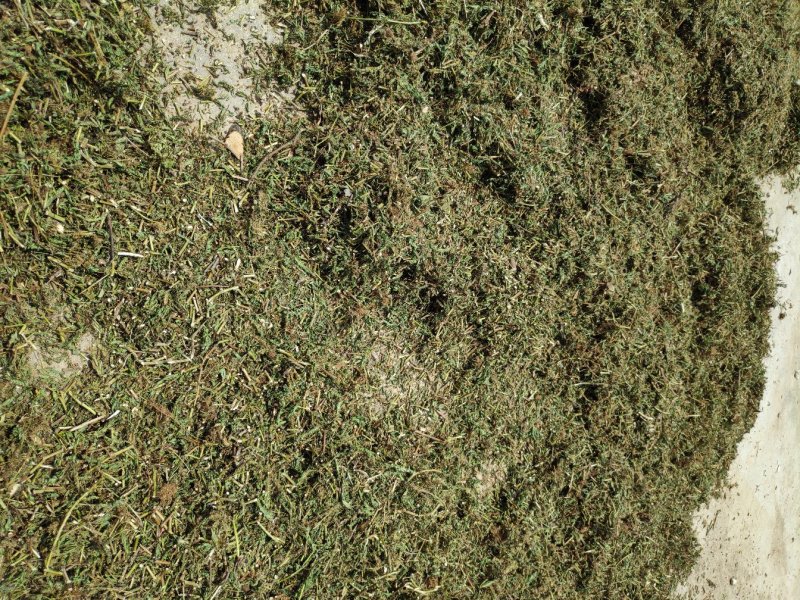 含羞草阴枝（大货，产地加工直销）