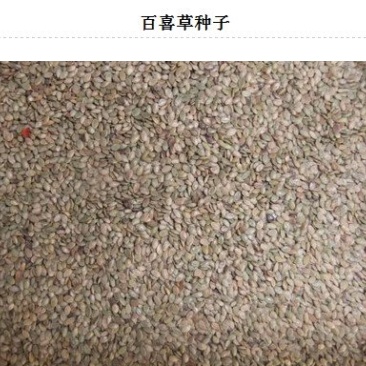 百喜草种子批发
