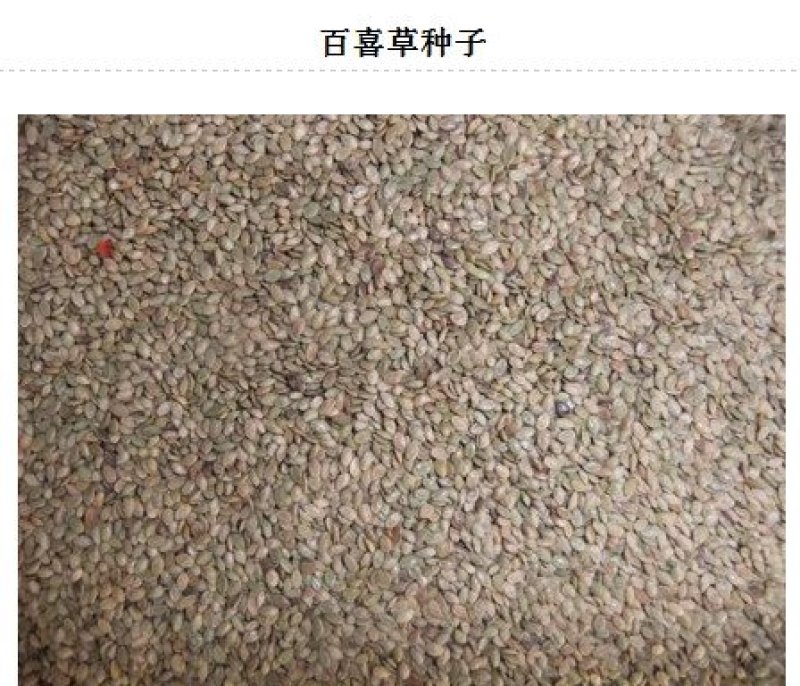 百喜草种子批发