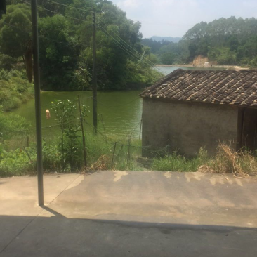 罗非