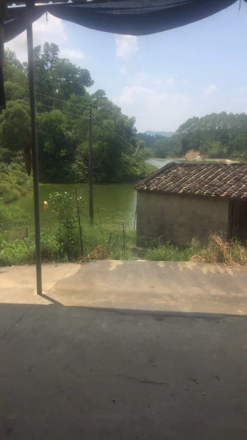 罗非