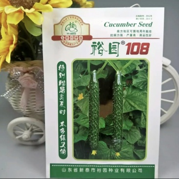 大田基地露天丰产青瓜杂交裕园108绿皮绿肉黄瓜种子高产