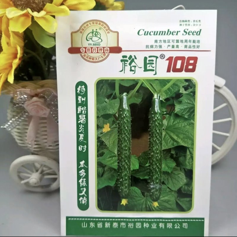 大田基地露天丰产青瓜杂交裕园108绿皮绿肉黄瓜种子高产