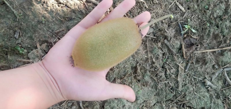 百万绿心猕猴桃等你来采购