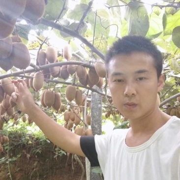 百万绿心猕猴桃等你来采购