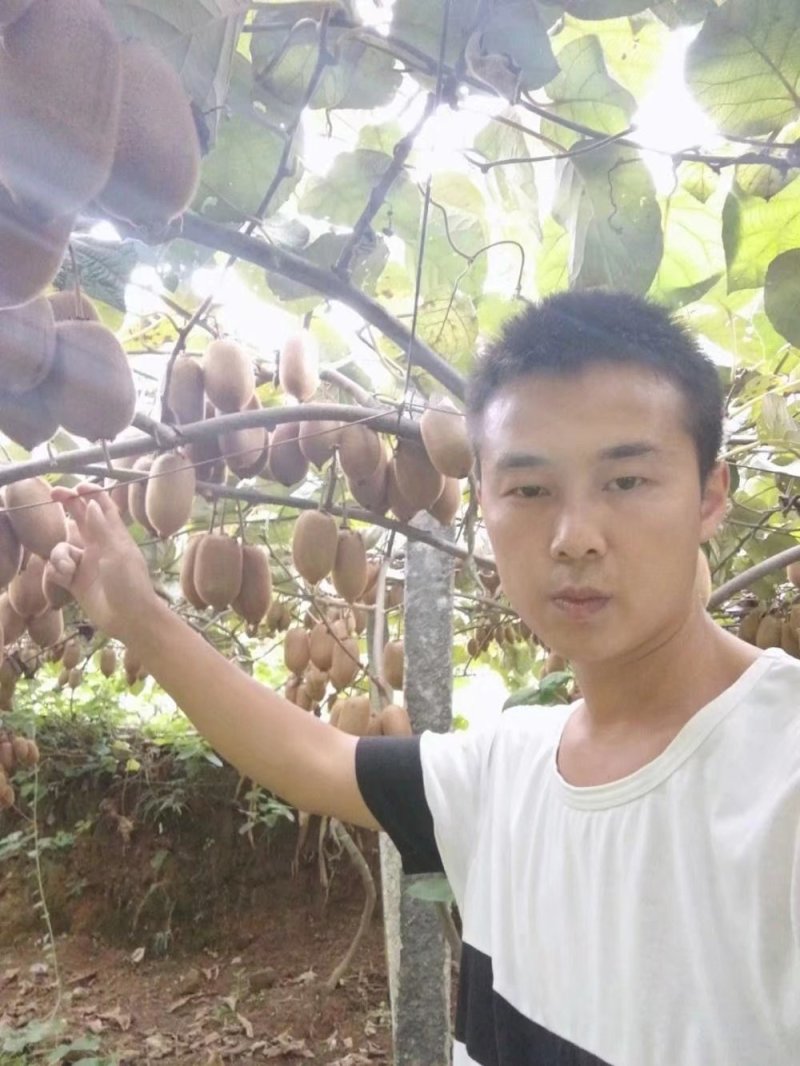 百万绿心猕猴桃等你来采购
