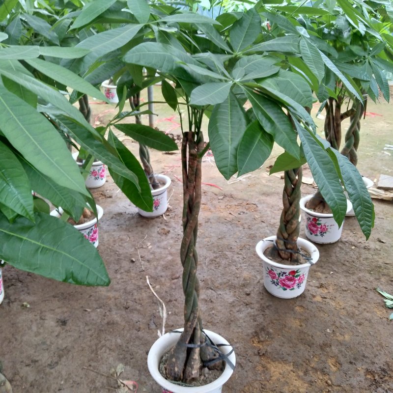大型发财树辫子发财树独杆发财树