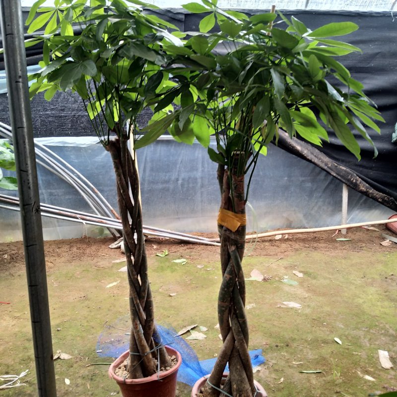大型发财树辫子发财树独杆发财树