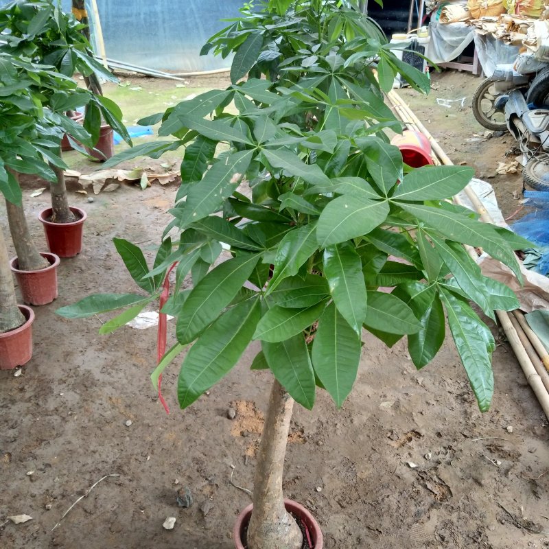 大型发财树辫子发财树独杆发财树