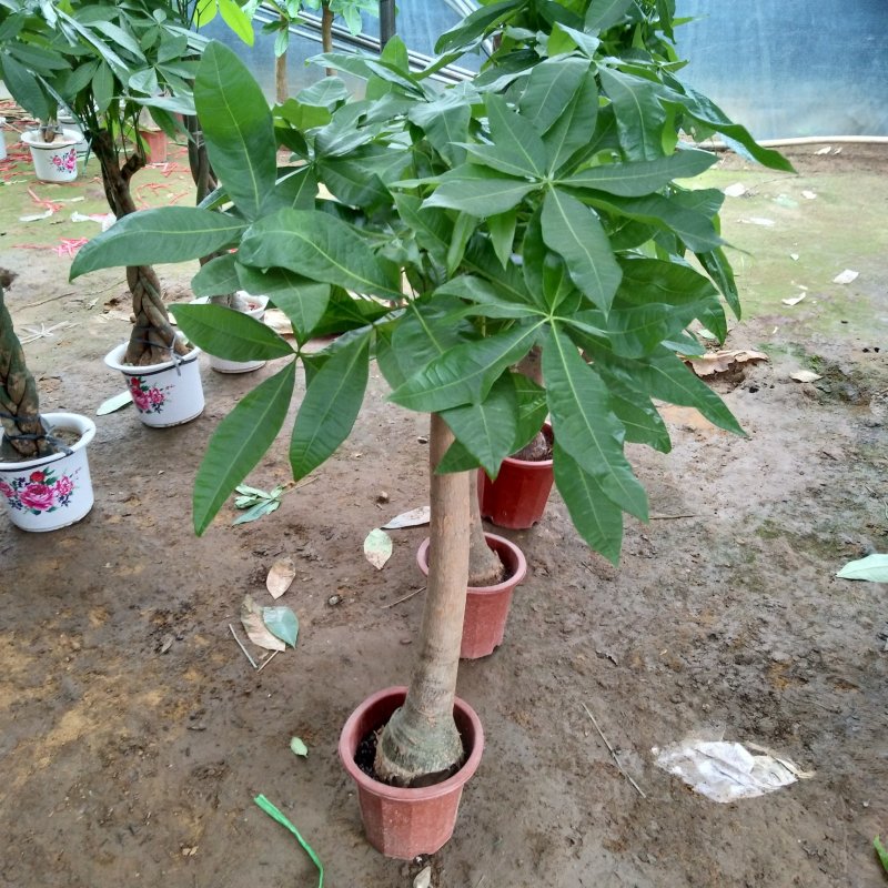 大型发财树辫子发财树独杆发财树