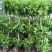 大型摇钱树金钱榕盆景植物花卉办公室内客厅观叶盆栽绿植办公