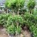 大型摇钱树金钱榕盆景植物花卉办公室内客厅观叶盆栽绿植办公