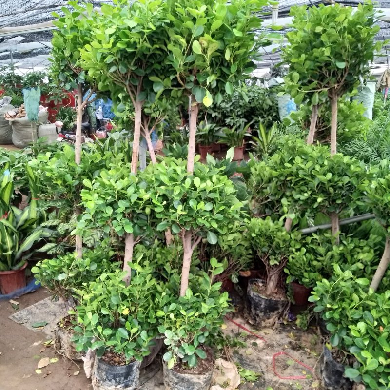 大型摇钱树金钱榕盆景植物花卉办公室内客厅观叶盆栽绿植办公
