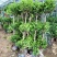 大型摇钱树金钱榕盆景植物花卉办公室内客厅观叶盆栽绿植办公
