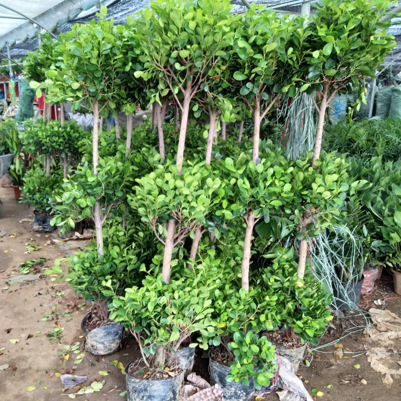 大型摇钱树金钱榕盆景植物花卉办公室内客厅观叶盆栽绿植办公